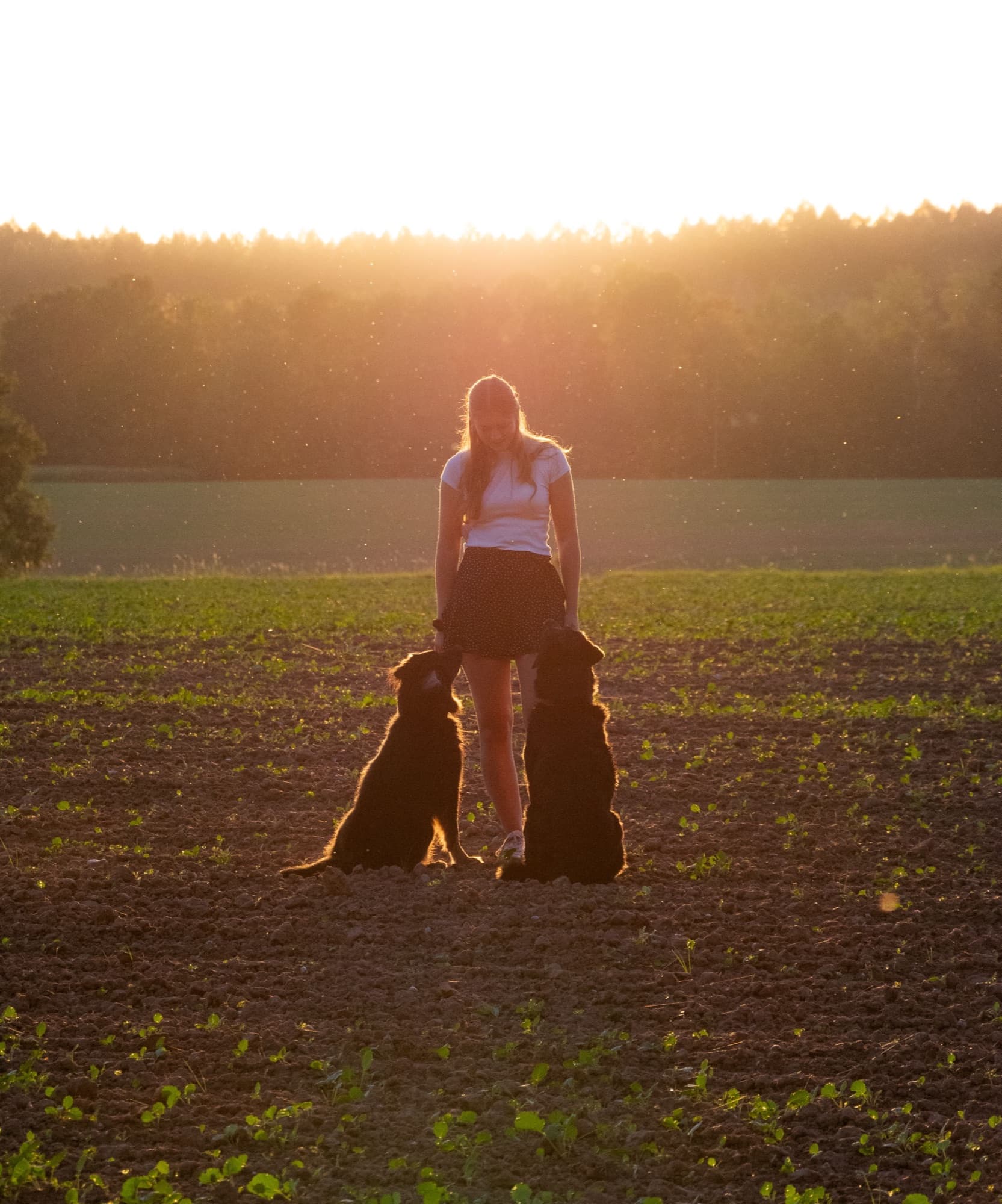 Hund im Training bei Sonnenuntergang